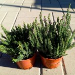 Vres obyčajný (Calluna vulgaris) ´SKYLINE´ - výška 10-20 cm, kont. C1L (tmavo zelený)
